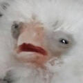 A baby birb A baby birb